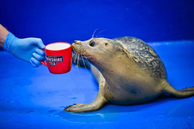 Yorkshire Tea have been helping the SEA LIFE Scarborough with the rehabilitation of Frank ocean the baby sea who has an eye infection.