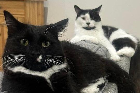 Two lovely cats looking surprised!