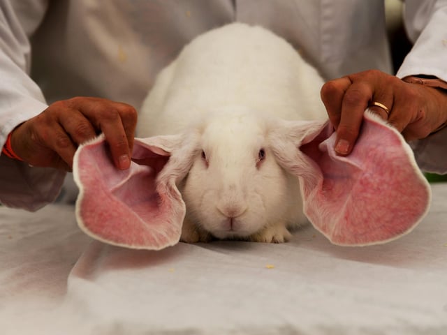 Rabbit judging at the show
