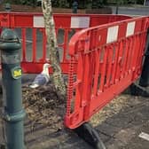 Staff at Scarborough Morrisons had erected barriers to protect the nest