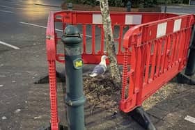 Staff at Scarborough Morrisons had erected barriers to protect the nest