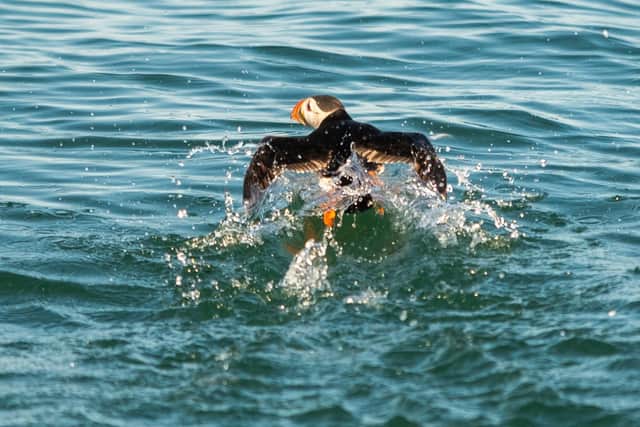New research predicts that puffin colonies in Britain and Ireland will likely decline significantly by 2050. Photo: James Hardisty