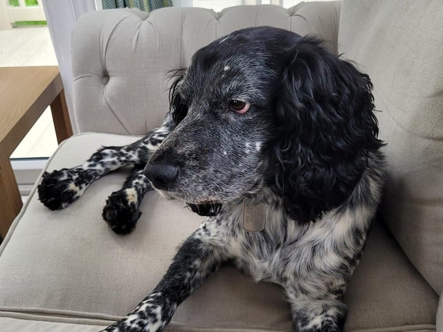 Buddy looking lovely.