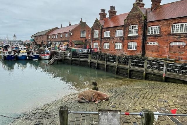 Thor nestles against a post on Scarborough Harbour slipway.