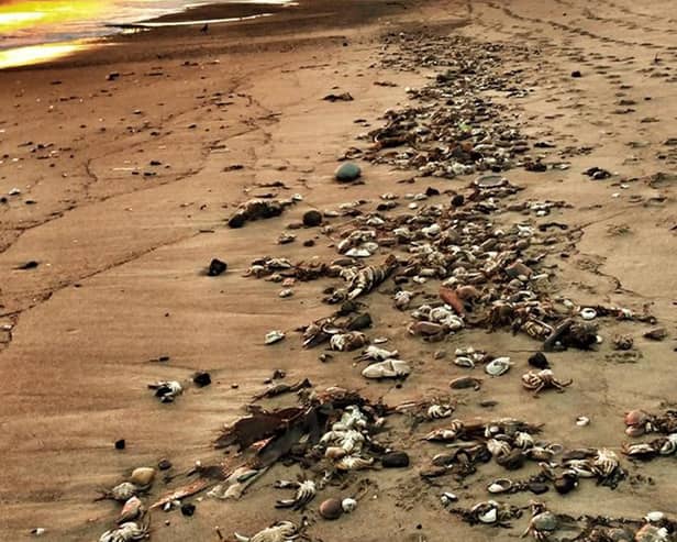 Dead crabs have been washing ashore since October 2021