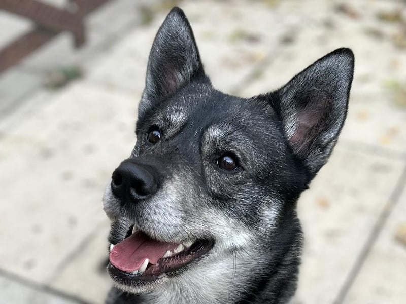 Cheddar is a three-year-old Husky Crossbreed who came to the centre via an inspector after his welfare had become compromised. Unfortunately Cheddar has had a pretty tough life up to now and he is now looking for a second chance. Once Cheddar gets to know you he is a very affectionate boy who loves to be with his people. He is a very loyal dog who will make a wonderful best friend for the right person.