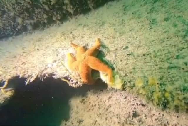 The group visited two wrecks off Bridlington Bay. Photo credit: Scarborough Sub Aqua Club.