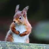 Red squirrel (c) Margaret Holland