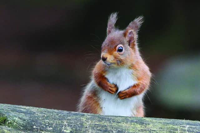 Red squirrel (c) Margaret Holland