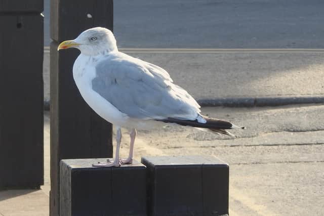 Herring gull by Ian Rotherham