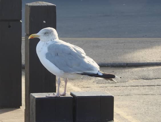 Herring gull by Ian Rotherham