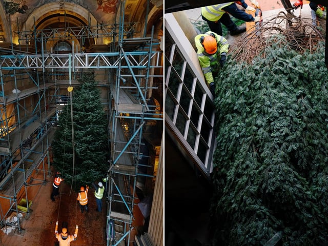 The 28ft tree is positioned carefully into place. photo: Tom Arber