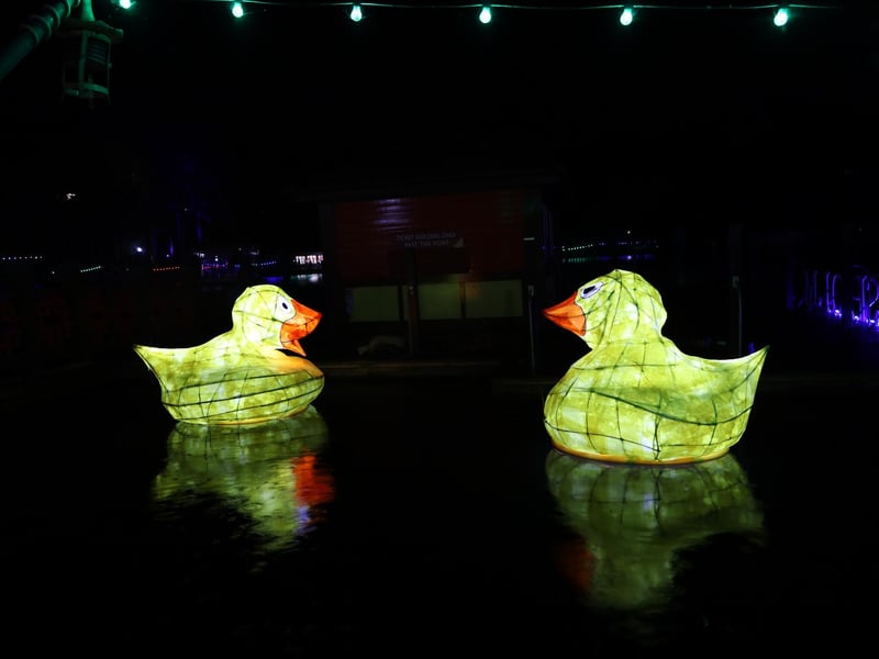 Dazzling ducks swimming along the water.