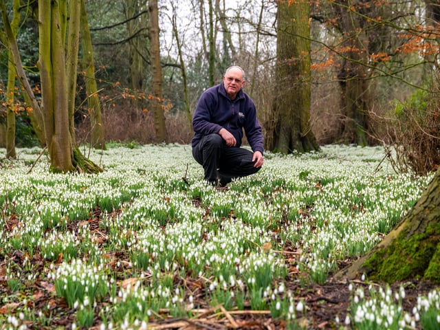 Jeremy Palmer, Head Gardener at Burton Agnes Hall amongst the millions of Snowdrops growing in the woodland.