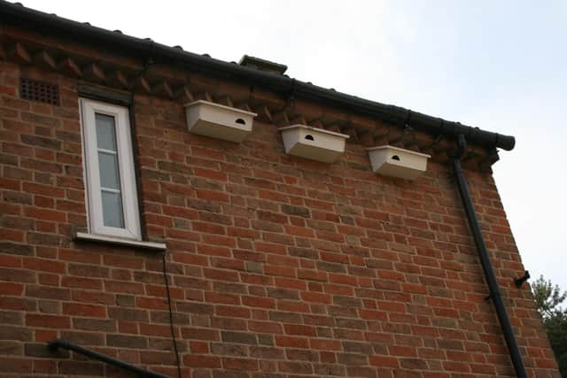 The swift boxes in place