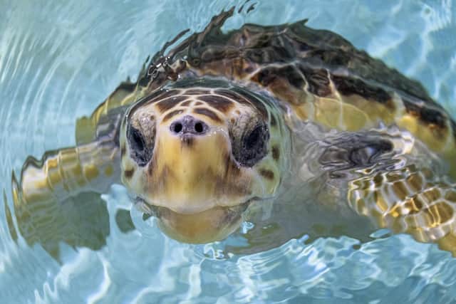 SeaLife curators Todd German from SeaLife Scarborough and Scott Blacker from SeaLife Blackpool release Nazare the Loggerhead sea turtle into the sea off the coast of Horta in the Azores.