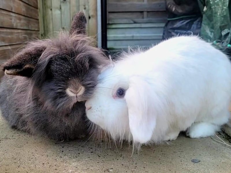 These Scarborough based bunnies are called Siouxsie and Poly. They were both rescued from Acorn Rabbit Rescue.