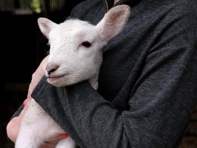 One of the gorgeous lambs having a cuddle.