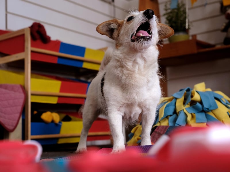 There is a variety of colour, texture and items in the room for the dogs to explore and enjoy.