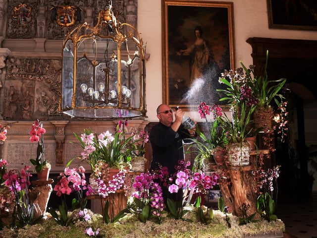 The creative schemes organised by the Hall celebrate the drama and diversity of this fascinating plant family, which grow exceptionally well as houseplants in our cool climate.