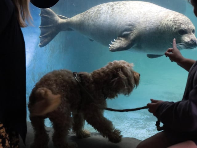 Making friends with a seal!