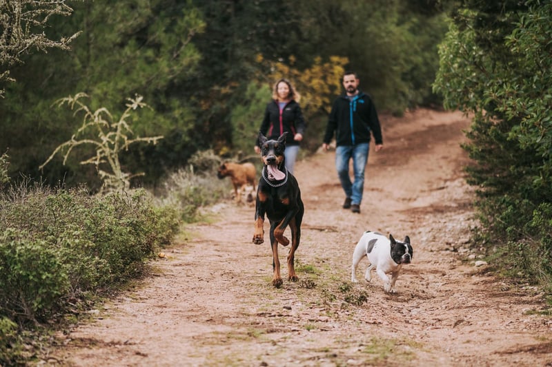 Located on the outskirts of Scarborough, Raincliffe Woods offers a network of paths and trails that are ideal for dog walking. The woods are a mix of coniferous and broadleaf trees, providing a lovely backdrop for your stroll.