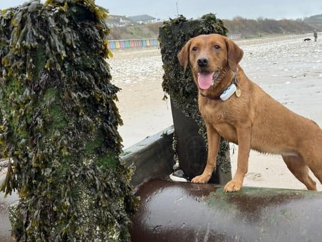 Ember having a lovely time on the beach!