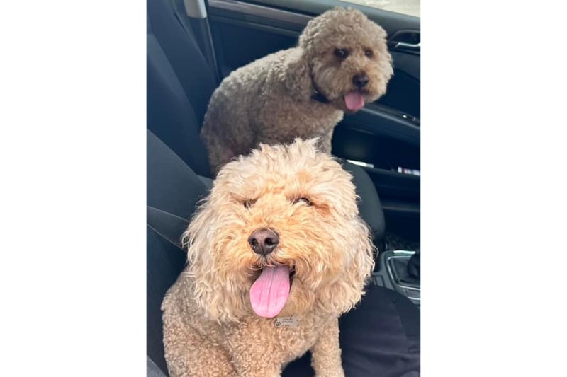 These two pups look very excited in the car.