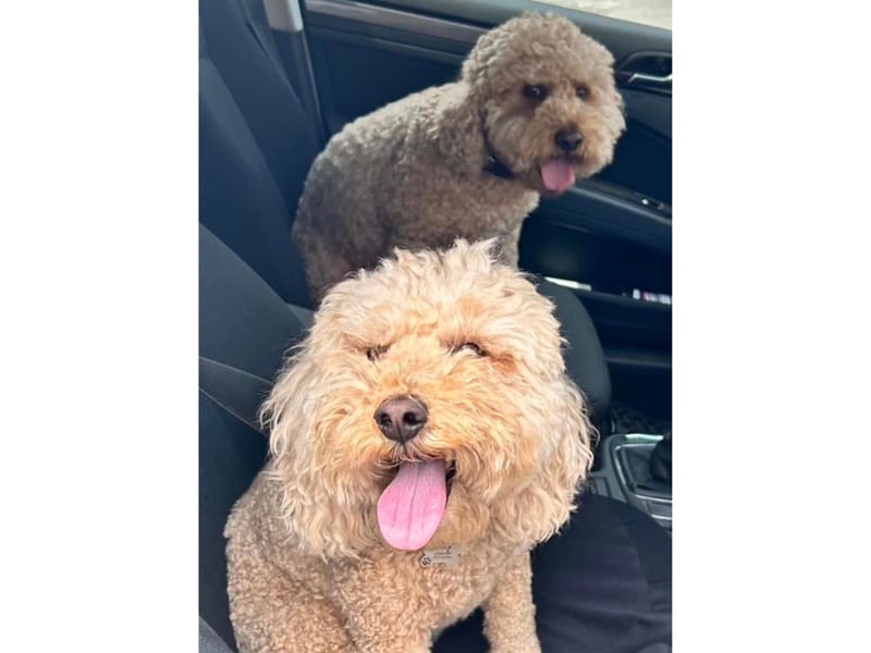 These two pups look very excited in the car.