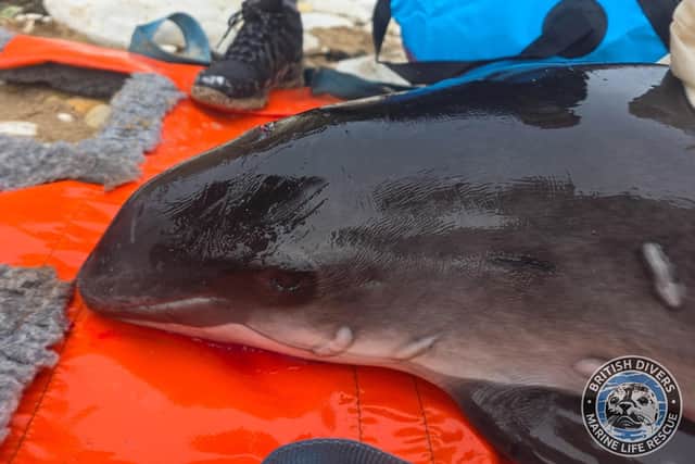 Marine medics were called to assess the porpoise Image: BDMLR