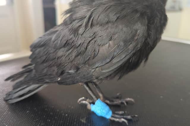 Image of one of the injured birds.