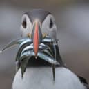 Many seabirds – including the seabird colonies at RSPB Bempton Cliffs – rely on sand eels to feed their chicks. Photo courtesy of RSPB/Chrys Mellor
