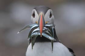 Many seabirds – including the seabird colonies at RSPB Bempton Cliffs – rely on sand eels to feed their chicks. Photo courtesy of RSPB/Chrys Mellor