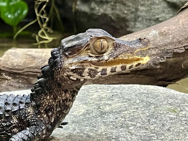 The Reptile Realm has proved popular with visitors