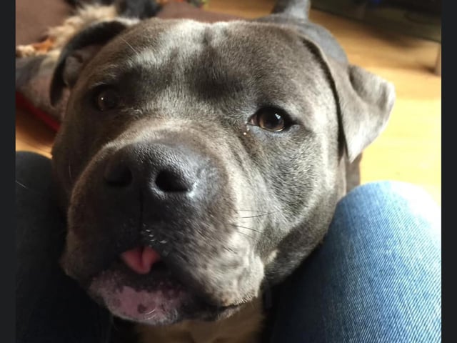 This lovely 10 year old Staffie is called George.