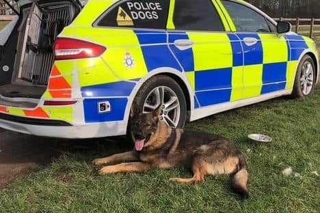 PD Gas is a two-year old Czech Shepherd police dog who is part of the Humberside Police. Photo courtesy of Humberside Police.