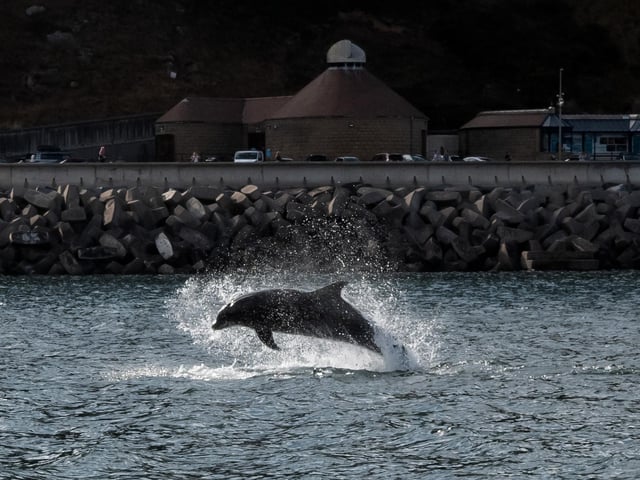 Dolphin jumping off the North Bay coastline. photo: Marisa Cashill