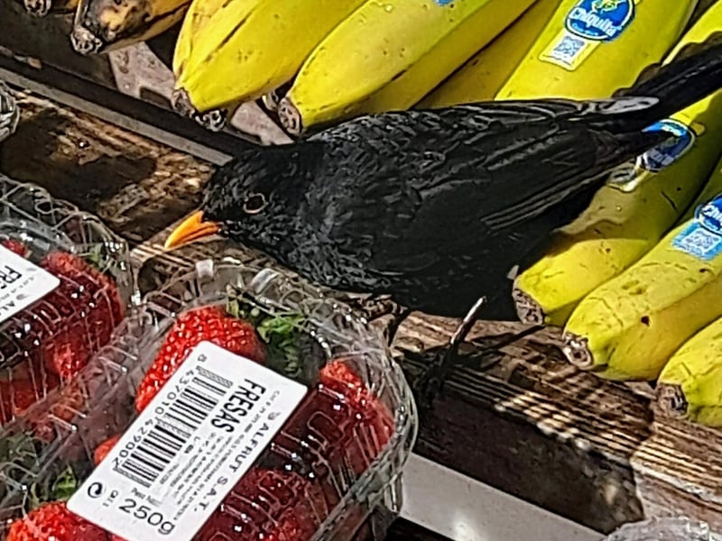 Morning visitor to check out the fruit at Bay village store.
picture by Donella Agar