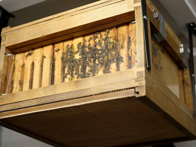 Jovan of The Honeycomb Shop has just some of his bees in the store with him.