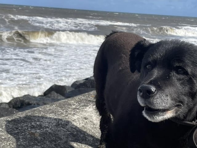 A beautiful walk up marine drive with Lucy the dog.