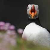 Back by popular demand Sewerby Hall is set to host more wildlife photography experiences led by award-winning photographer Steve Race. Photo: Steve Race/ Yorkshire Coast Nature.