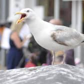 Grants are available to help prevent the birds nesting.