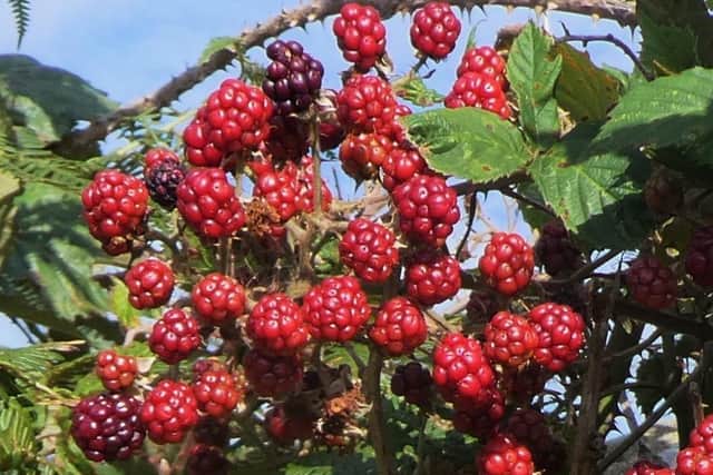Autumn brambles. photo: Stuart Bell
