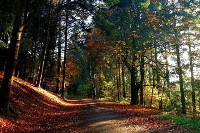 Spectacular autumn colours at Dalby Forest.