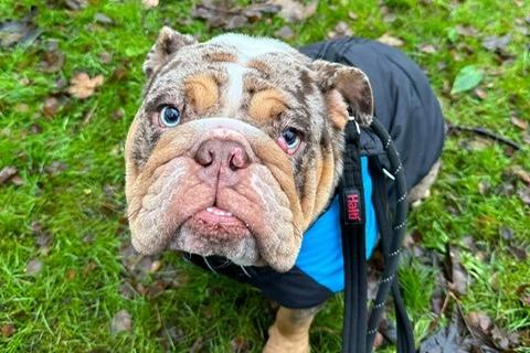Wrinkles is a 16-month-old British Bulldog who is a very sweet but shy little girl that came to the centre via the local dog warden. Wrinkles can be a little unsure when meeting new people and can find new situations a little overwhelming so she is looking for patient adopters who will help her along the way. She is very sweet and absolutely loves a cuddle and lots of affection. Wrinkles would definitely love to share a sofa with her new family.