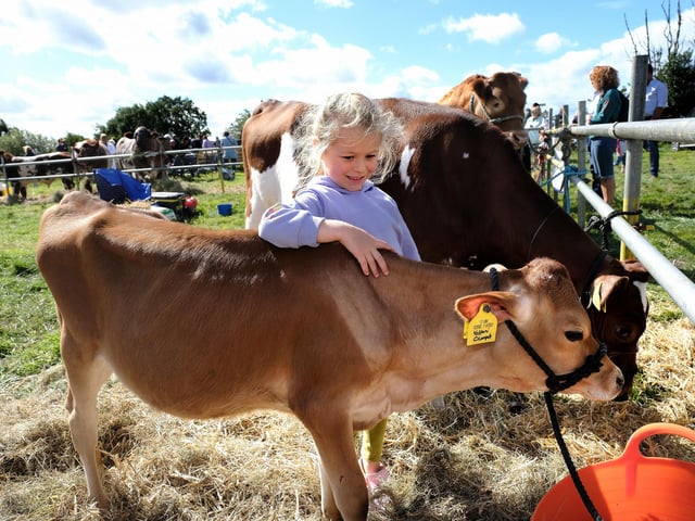 Orla meets a show calf.