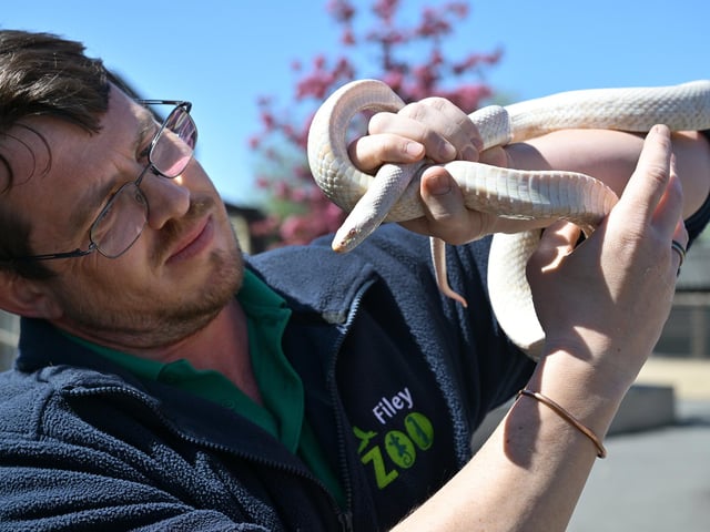 Chris Holah with a corn snake.