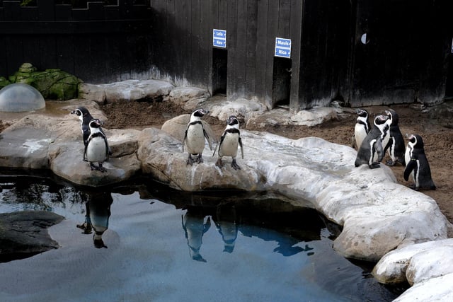 Penguins on patrol