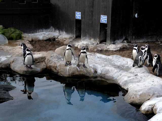 Penguins on patrol