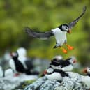 The chalk cliffs from Filey to Bridlington host one of the largest mainland puffin colonies in the UK. Photo courtesy of Mark Caunt/Shutterstock.